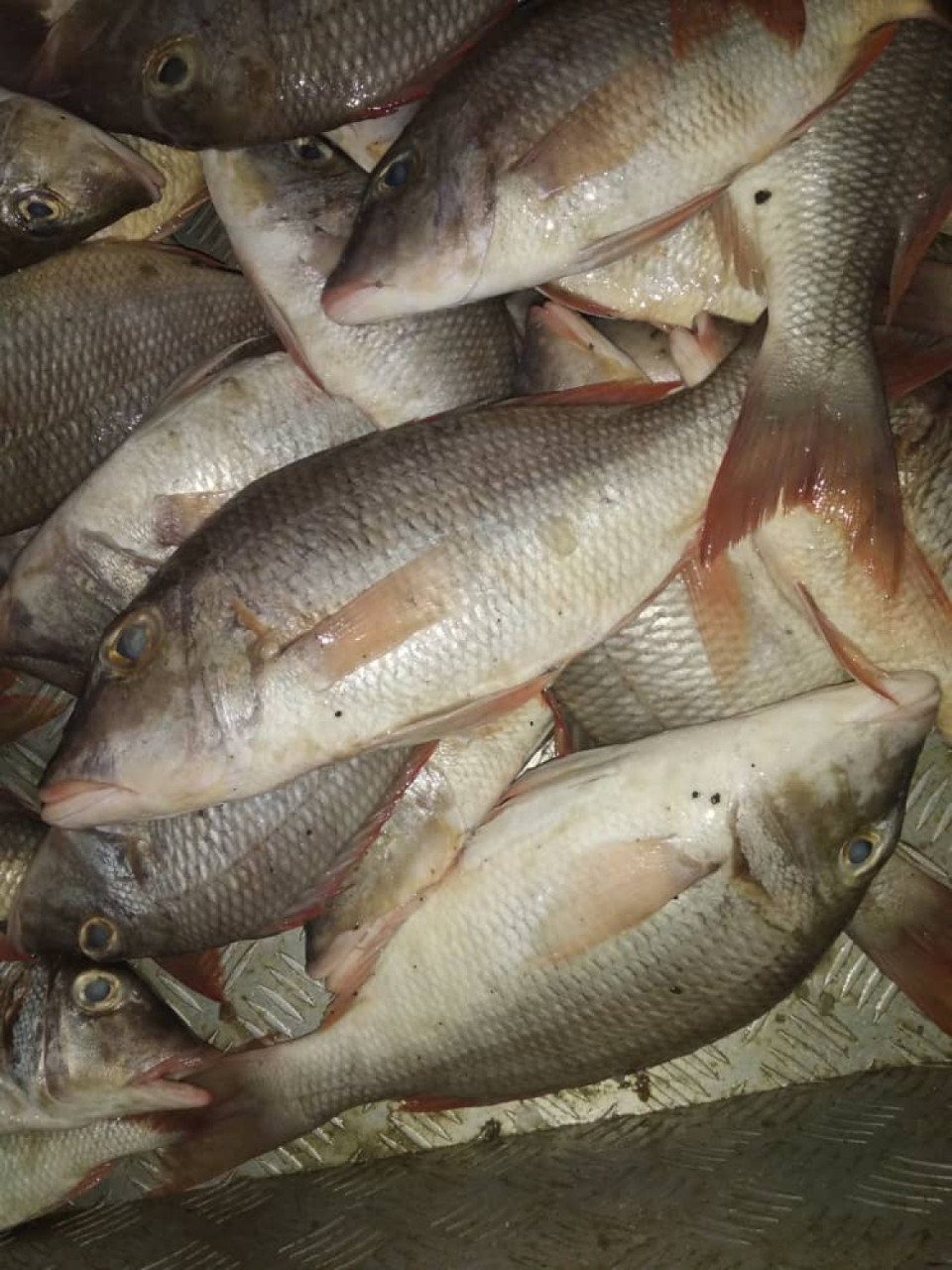 Peixe fresco, Carne - Frutos do Mar, Bissau