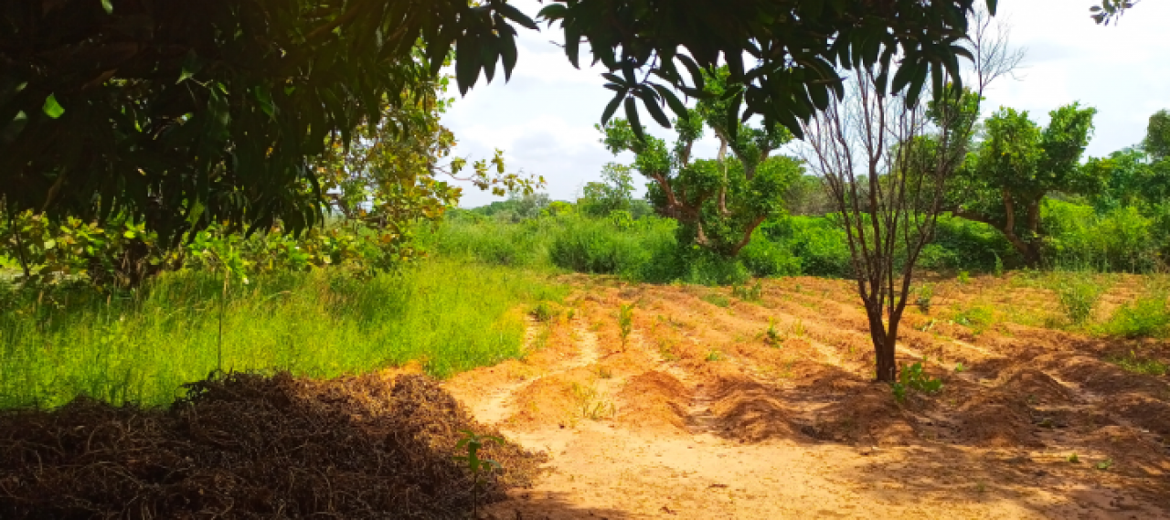 Terreno em Safim, Terrenos, Bissau