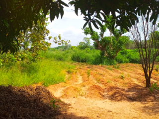 Terreno em Safim, Terrenos, Bissau