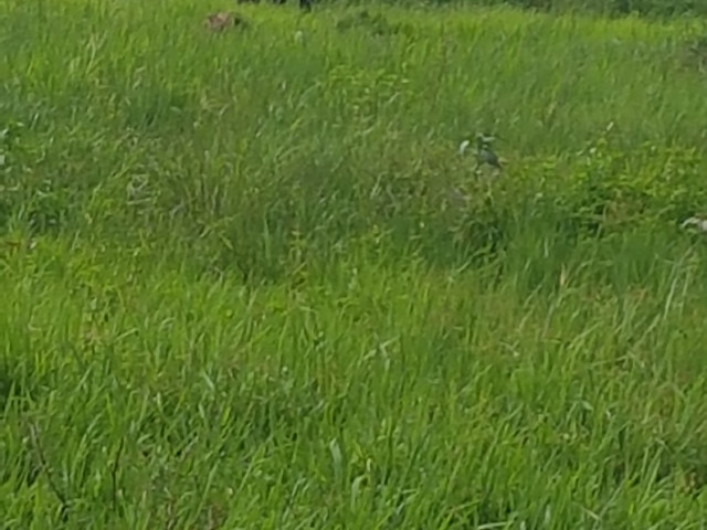 Terreno em Lalá Quema 2 talhões, Terrenos, Bissau