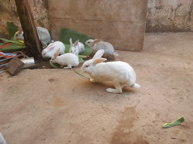 Lebres, Animais - Aves - Peixe, Bissau