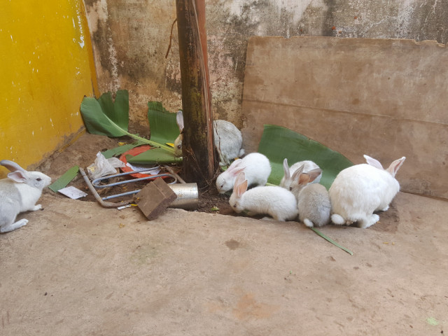 Lebres, Animais - Aves - Peixe, Bissau