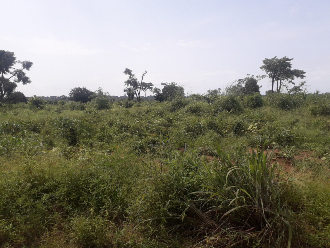 Terreno a Ponta Rocha, Terrenos, Bissau