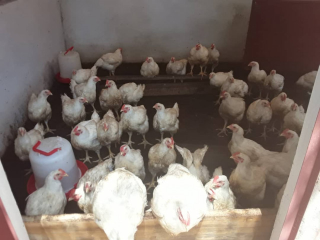 Galinhas, Animais - Aves - Peixe, Bissau