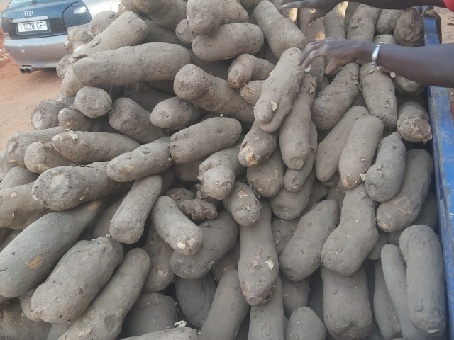 IGNAME, Frutas - Vegetais, Bissau