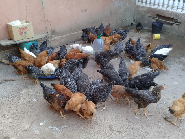 Galinhas de raça bleu hollande, Animais - Aves - Peixe, Bissau