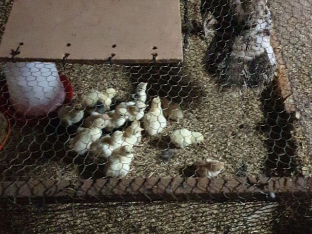 Perus, Animais - Aves - Peixe, Bissau