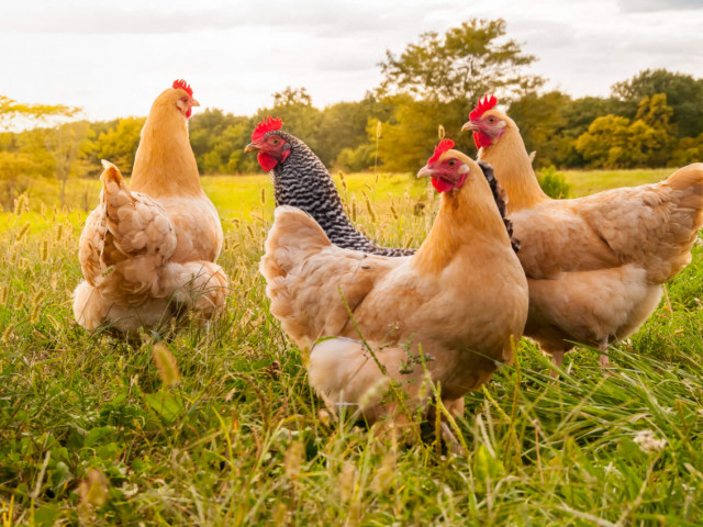 Ovos de gallina kuntentu Talla S, Laticínios - Ovos, Bissau