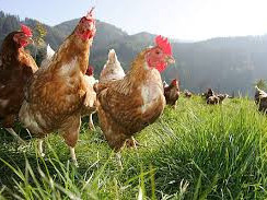 Ovos de gallina kuntentu Talla S, Laticínios - Ovos, Bissau