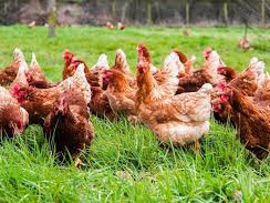 Ovos de gallina kuntentu Talla S, Laticínios - Ovos, Bissau